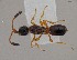  ( - ZSM-HYM-42434-G02)  @11 [ ] CreativeCommons - Attribution Share-Alike (2022) Unspecified SNSB, Zoologische Staatssammlung Muenchen