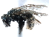  ( - 06732F01-WY)  @12 [ ] CreativeCommons - Attribution (2016) CBG Photography Group Centre for Biodiversity Genomics