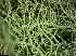  (Usnea perplexans - CCDB-48849-E09)  @11 [ ] CreativeCommons - Attribution Non-Commercial Share-Alike (2024) Canadian Museum of Nature Canadian Museum of Nature