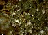  (Circinaria hispida - CCDB-48849-H03)  @11 [ ] CreativeCommons - Attribution Non-Commercial Share-Alike (2024) Canadian Museum of Nature Canadian Museum of Nature
