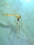  (Dicranomyia cf. patens - bf-dip-00439)  @11 [ ] CreativeCommons - Attribution Non-Commercial Share-Alike (2015) Kjell Magne Olsen BioFokus