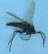  (Bradysia praecox group sp. n. KH3 - bf-sci-01481)  @12 [ ] CreativeCommons - Attribution Non-Commercial Share-Alike (2015) Kjell Magne Olsen BioFokus