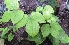  (Dioscorea hispida - AU-DIO-12)  @11 [ ] Copyright (2013) Neha Nimbhorkar Sant Gadge Baba Amaravati university