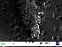  ( - UMBergen_DIOWA_MH38)  @11 [ ] No Rights Reserved (2018) Unspecified University of Bergen