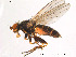  ( - FiDip42)  @14 [ ] CreativeCommons - Attribution Non-Commercial Share-Alike (2012) NTNU Museum of Natural History and Archaeology NTNU Museum of Natural History and Archaeology