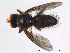  (Spilogona sp. 4 AKR - FiDip53)  @12 [ ] CreativeCommons - Attribution Non-Commercial Share-Alike (2012) NTNU Museum of Natural History and Archaeology NTNU Museum of Natural History and Archaeology
