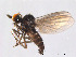  (Microphor holosericeus - FiDip87)  @13 [ ] CreativeCommons - Attribution Non-Commercial Share-Alike (2012) NTNU Museum of Natural History and Archaeology NTNU Museum of Natural History and Archaeology