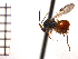  ( - DV-1)  @13 [ ] Unspecified (default): All Rights Reserved  Unspecified Unspecified