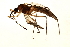  ( - DIPNO-0018)  @13 [ ] CreativeCommons - Attribution (2009) Unspecified Centre for Biodiversity Genomics