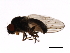  (Drosophila subobscura - DIPNO-0055)  @14 [ ] CreativeCommons - Attribution (2009) Unspecified Centre for Biodiversity Genomics