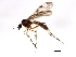  ( - DIPNO-0058)  @14 [ ] CreativeCommons - Attribution (2009) Unspecified Centre for Biodiversity Genomics