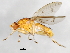  (Suillia affinis - DIPNO-0104)  @14 [ ] CreativeCommons - Attribution (2010) Unspecified Centre for Biodiversity Genomics