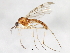  ( - DIPNO-0110)  @14 [ ] CreativeCommons - Attribution (2010) Unspecified Centre for Biodiversity Genomics