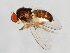  (Drosophila subobscura - DIPNO-0137)  @14 [ ] CreativeCommons - Attribution (2010) Unspecified Centre for Biodiversity Genomics