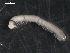  ( - NMNHS-PES-00002)  @11 [ ] CreativeCommons - Attribution (2009) Unspecified Centre for Biodiversity Genomics