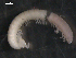  ( - NMNHS-PES-00003)  @11 [ ] CreativeCommons - Attribution (2009) Unspecified Centre for Biodiversity Genomics