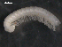  ( - NMNHS-PES-00004)  @11 [ ] CreativeCommons - Attribution (2009) Unspecified Centre for Biodiversity Genomics