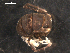 ( - NMNHS-PES-00013)  @11 [ ] CreativeCommons - Attribution (2009) Unspecified Centre for Biodiversity Genomics