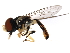  ( - 10BBDIP-1022)  @13 [ ] CreativeCommons - Attribution (2010) CBG Photography Group Centre for Biodiversity Genomics
