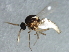  ( - 10BBDIP-1042)  @13 [ ] CreativeCommons - Attribution (2010) CBG Photography Group Centre for Biodiversity Genomics