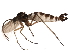  ( - 10BBDIP-1175)  @12 [ ] CreativeCommons - Attribution (2010) CBG Photography Group Centre for Biodiversity Genomics