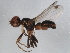  ( - 10BBDIP-1198)  @13 [ ] CreativeCommons - Attribution (2010) CBG Photography Group Centre for Biodiversity Genomics