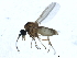  ( - 10BBDIP-1252)  @13 [ ] CreativeCommons - Attribution (2010) CBG Photography Group Centre for Biodiversity Genomics