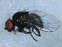  ( - 10BBDIP-1295)  @12 [ ] CreativeCommons - Attribution (2010) CBG Photography Group Centre for Biodiversity Genomics