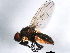  ( - 10BBDIP-1332)  @14 [ ] CreativeCommons - Attribution (2010) CBG Photography Group Centre for Biodiversity Genomics