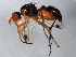  (Sepsis neglecta - 10BBDIP-1358)  @13 [ ] CreativeCommons - Attribution (2010) CBG Photography Group Centre for Biodiversity Genomics
