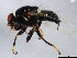  ( - 10BBDIP-1398)  @13 [ ] CreativeCommons - Attribution (2010) CBG Photography Group Centre for Biodiversity Genomics
