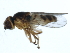  ( - 10BBDIP-1522)  @14 [ ] CreativeCommons - Attribution (2010) CBG Photography Group Centre for Biodiversity Genomics