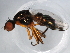  ( - 10BBDIP-1661)  @13 [ ] CreativeCommons - Attribution (2010) CBG Photography Group Centre for Biodiversity Genomics