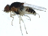  ( - 10BBDIP-1710)  @12 [ ] CreativeCommons - Attribution (2010) CBG Photography Group Centre for Biodiversity Genomics