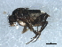  ( - 10BBDIP-1724)  @14 [ ] CreativeCommons - Attribution (2010) CBG Photography Group Centre for Biodiversity Genomics