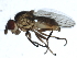  ( - 10BBDIP-1739)  @13 [ ] CreativeCommons - Attribution (2010) CBG Photography Group Centre for Biodiversity Genomics
