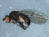  ( - 10BBDIP-1762)  @13 [ ] CreativeCommons - Attribution (2010) CBG Photography Group Centre for Biodiversity Genomics