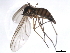  ( - 10BBDIP-1852)  @12 [ ] CreativeCommons - Attribution (2010) CBG Photography Group Centre for Biodiversity Genomics