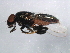  ( - 10BBDIP-1891)  @13 [ ] CreativeCommons - Attribution (2010) CBG Photography Group Centre for Biodiversity Genomics