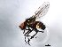  ( - 10BBDIP-1895)  @14 [ ] CreativeCommons - Attribution (2010) CBG Photography Group Centre for Biodiversity Genomics