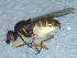  ( - 10BBDIP-1913)  @12 [ ] CreativeCommons - Attribution (2010) CBG Photography Group Centre for Biodiversity Genomics