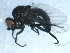  ( - 10BBDIP-1944)  @12 [ ] CreativeCommons - Attribution (2010) CBG Photography Group Centre for Biodiversity Genomics