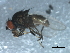  ( - 10BBDIP-1948)  @13 [ ] CreativeCommons - Attribution (2010) CBG Photography Group Centre for Biodiversity Genomics