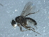  ( - 10BBDIP-1955)  @12 [ ] CreativeCommons - Attribution (2010) CBG Photography Group Centre for Biodiversity Genomics