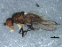  ( - 10BBDIP-1972)  @13 [ ] CreativeCommons - Attribution (2010) CBG Photography Group Centre for Biodiversity Genomics