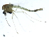  ( - 10BBDIP-1987)  @12 [ ] CreativeCommons - Attribution (2010) CBG Photography Group Centre for Biodiversity Genomics