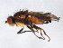  ( - 10BBDIP-2023)  @13 [ ] CreativeCommons - Attribution (2010) CBG Photography Group Centre for Biodiversity Genomics