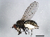  (Hydrellia griseola - 10BBDIP-2026)  @14 [ ] CreativeCommons - Attribution (2010) CBG Photography Group Centre for Biodiversity Genomics