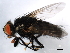  ( - 10BBDIP-2081)  @12 [ ] CreativeCommons - Attribution (2010) CBG Photography Group Centre for Biodiversity Genomics
