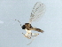  ( - 10BBDIP-2093)  @13 [ ] CreativeCommons - Attribution (2010) CBG Photography Group Centre for Biodiversity Genomics